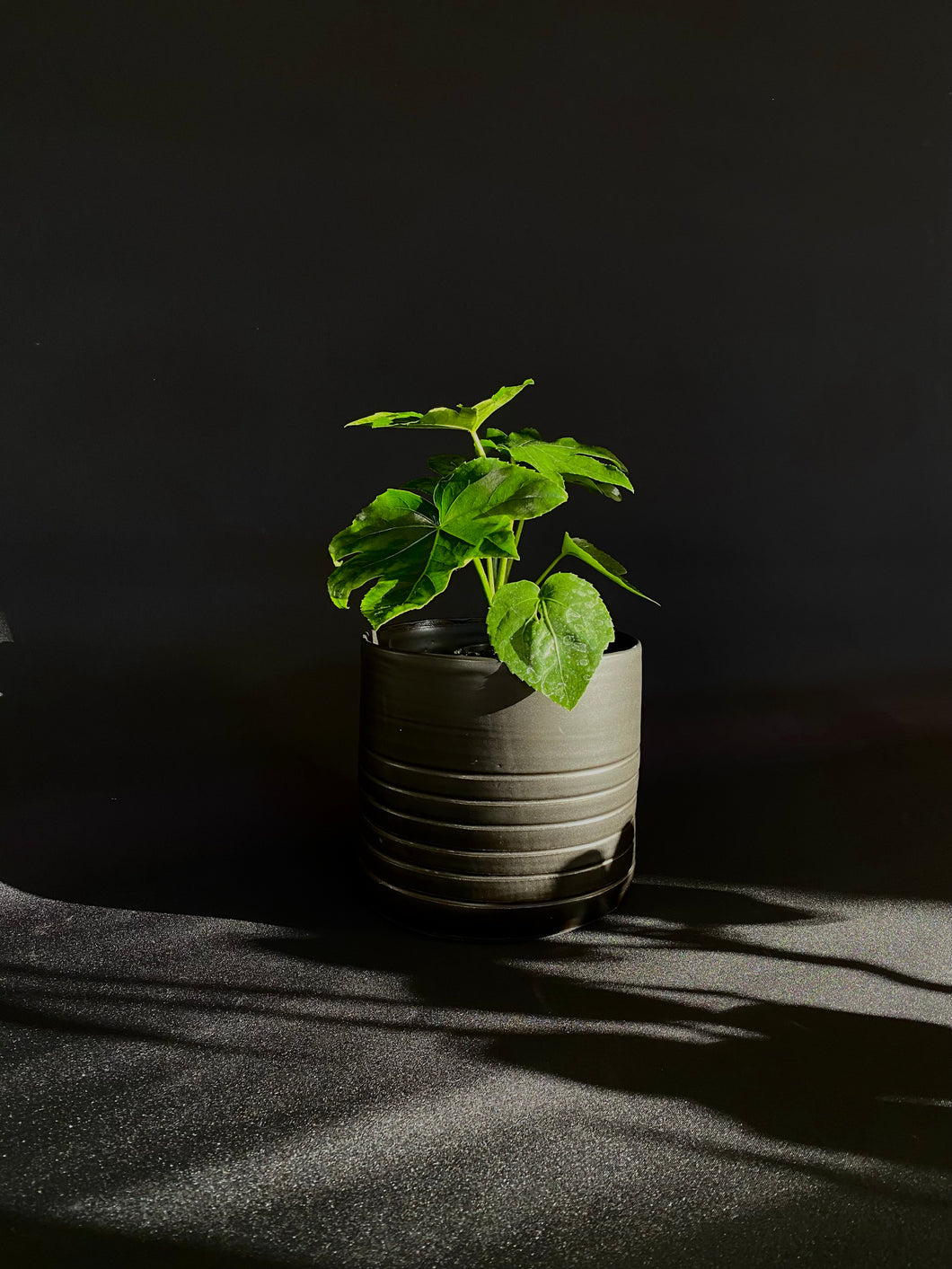 Large planter