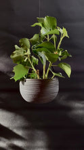 Load and play video in Gallery viewer, Hanging planter medium
